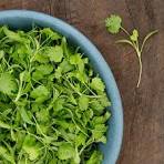 Cilantro