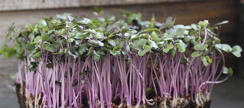 Red Acre Cabbage