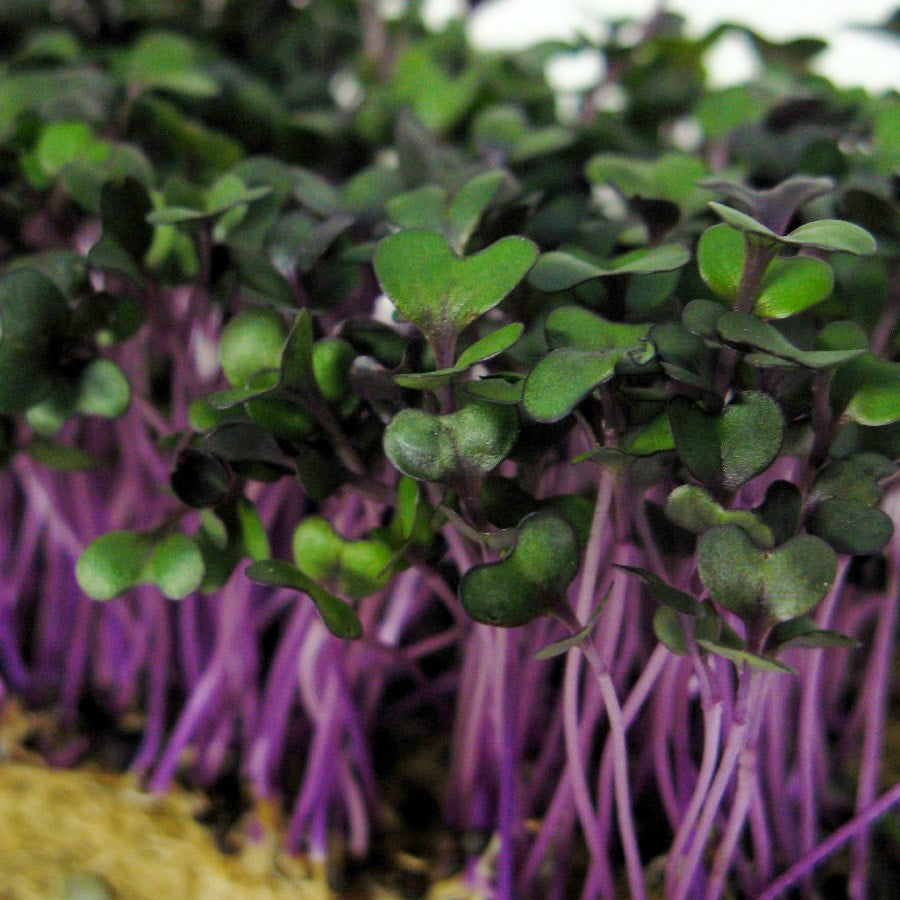 Red Russian Kale