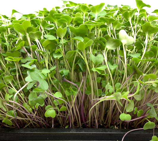 Basic Salad Mix
