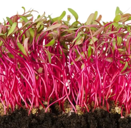 Beet Rainbow Blend