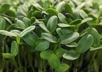 Black Oil Sunflower Microgreen
