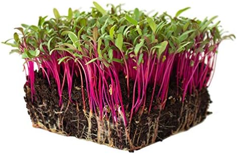 Beet Bulls Blood