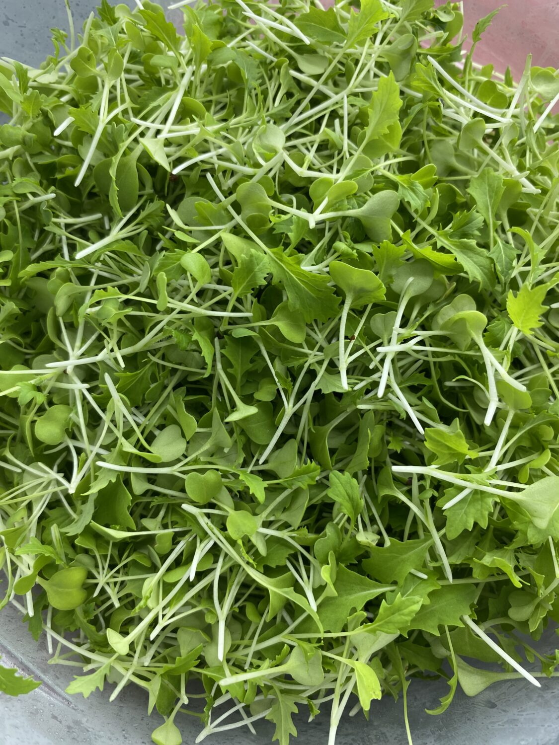 Mizuna Red Streaks Mustard