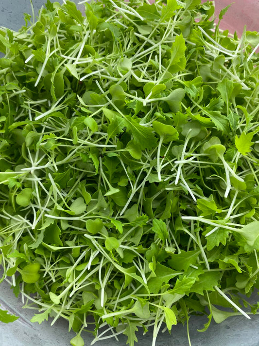 Mizuna Red Streaks Mustard