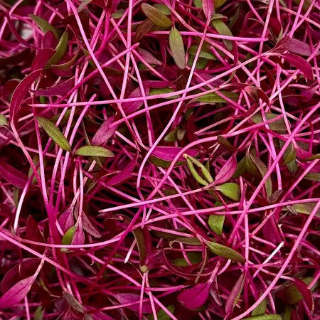 Red Army Amaranth