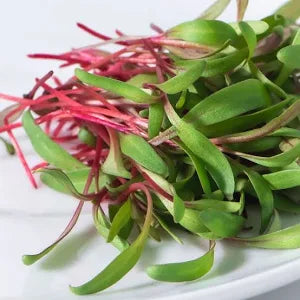 Ruby Red Swiss Chard