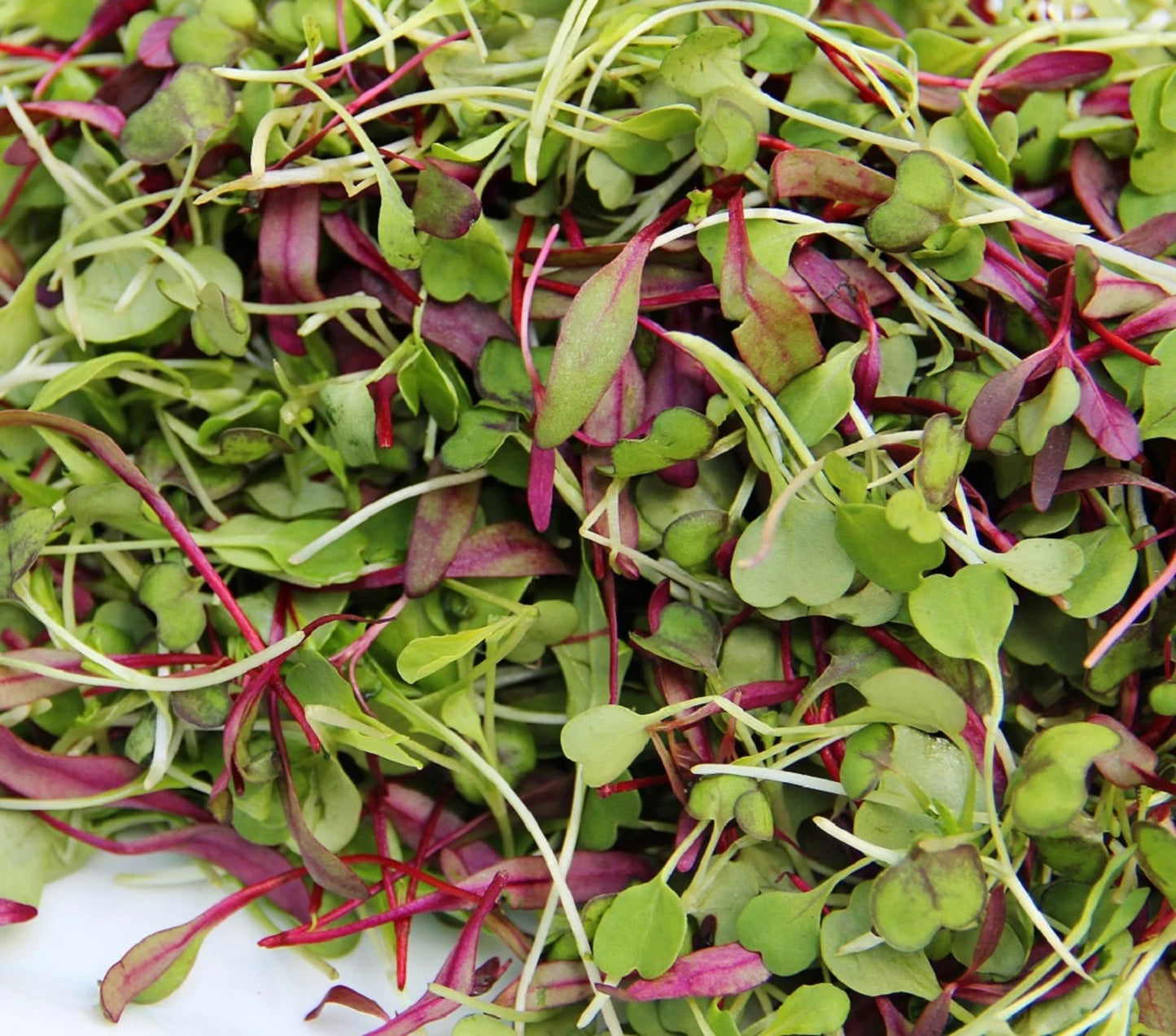 Spicy Salad Mix