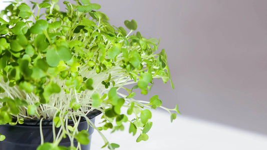 Pak Choi Cabbage Microgreens