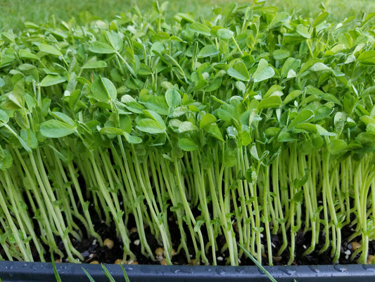 Speckeled Pea Microgreen